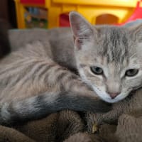 LILI, chatte à adopter
