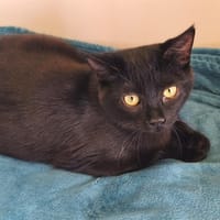 OREO, chat à adopter