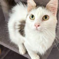SAPHIR, chatte à adopter