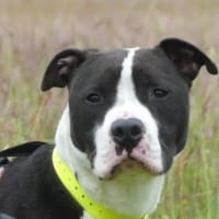 SPAYK, chien à adopter