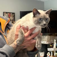 VANILLE, chatte à adopter