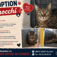 GNOCCHI, chat à adopter