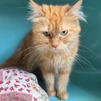 HOTESSE, chatte à adopter