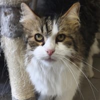 PACO, chat à adopter