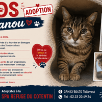NANOU, chatte à adopter