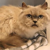 Ivy, chatte à adopter