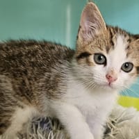 CABRIOLE, chatte à adopter