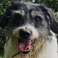 JACK, chien à adopter