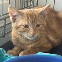 PEACH, chat à adopter