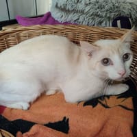 CAMEMBERT QCT, chatte à adopter