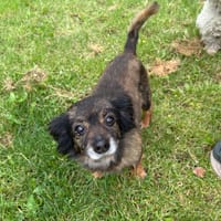 BELLA PAA24246, chienne à adopter