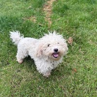 SANDY PAA24247, chienne à adopter