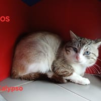 Calypso, chat à adopter