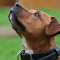 LAIKO, chien à adopter