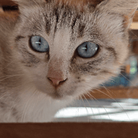CURLY, chatte à adopter