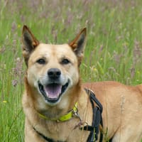 ROCKY, chien à adopter