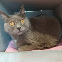 FORTUNIO, chat à adopter