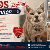 LENNON (Réservé), chat à adopter