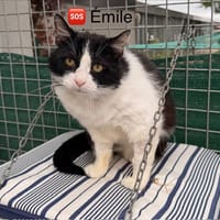 Emile, chat à adopter