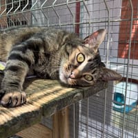 XILBERIC, chat à adopter