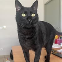 GABY, chat à adopter