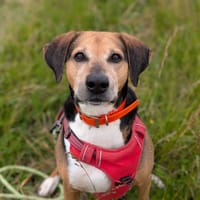KALOU VAA, chien à adopter