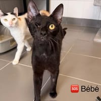 Bébé, chat à adopter