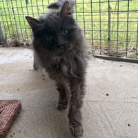 chiffounette pab28447, chatte à adopter