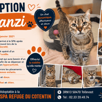 ZANZI, chat à adopter