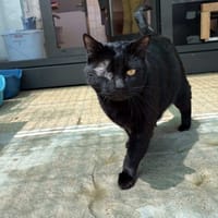 COCA, chat à adopter