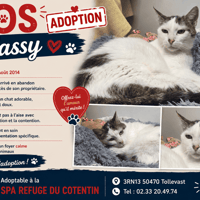 WASSY, chat à adopter