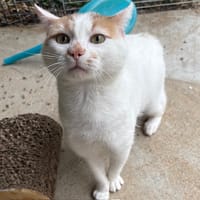 Sekani PAB28699, chat à adopter