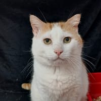 AMARO, chat à adopter
