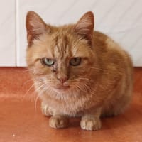 ROCCIO, chatte à adopter