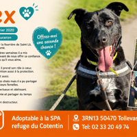 REX, chien à adopter