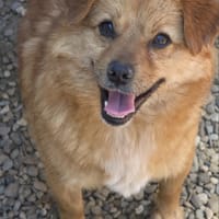 Muffin, chien à adopter