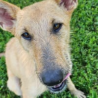 Mina, cane femmina da adottare