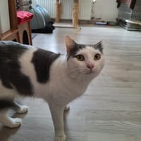 Baki, chat à adopter