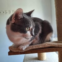 Nero, chat à adopter