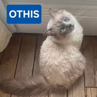 OTHIS, chat à adopter