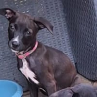 ARONA , chiot femelle Berger Créole  La mignonne !, chienne à adopter