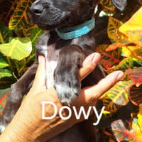DOWY , chiot mâle Berger Créole  Le seul gars de la bande !, chien à adopter