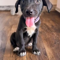 SIERA, chiot femelle Berger Créole, chienne à adopter