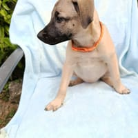SIERRA , chiot femelle Berger Créole, chienne à adopter