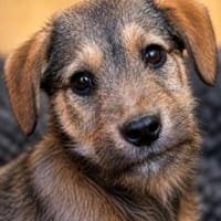 Kairo- ist startklar du auch?, Hund zur Adoption