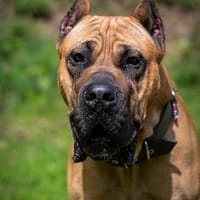 Presa Canario Paul - Prachtexemplar, Hund zur Adoption