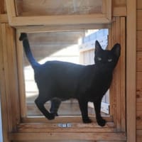 Süße Babs sucht Zuhause, Katze zur Adoption
