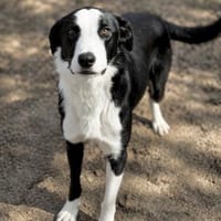 Tweed -Bildschöner Rüde, Hund zur Adoption