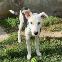 Mable sucht Familienanschluß, Hündin zur Adoption