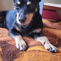 Schlumpi sucht ein Zuhause, Hund zur Adoption